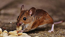 24 Hour & Emergency Exterminators in Carmel Highlands, CA